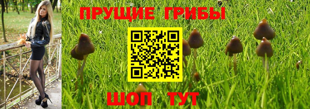 Сызрань  Галлюциногенные грибы мицелий  Вход с VPN  Псилоцибиновые грибы Cubensis 